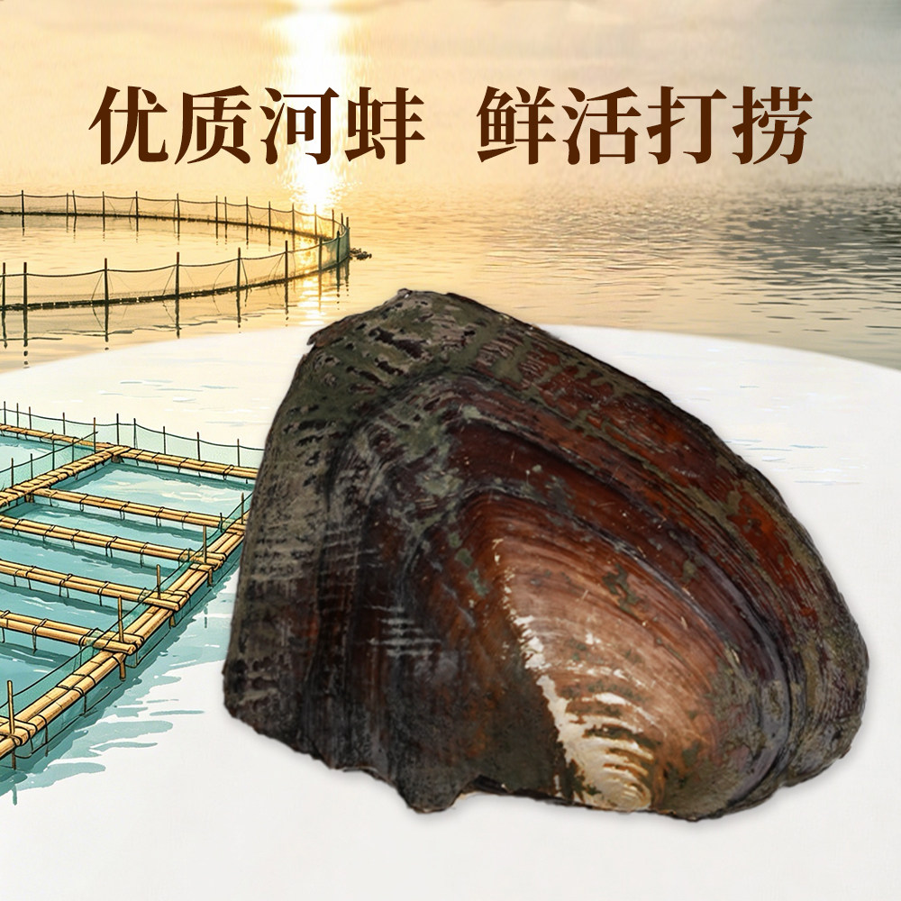 浮白珠宝淡水珍珠爱迪生珍珠养殖蚌直播活体现开diy珍珠项链耳钉