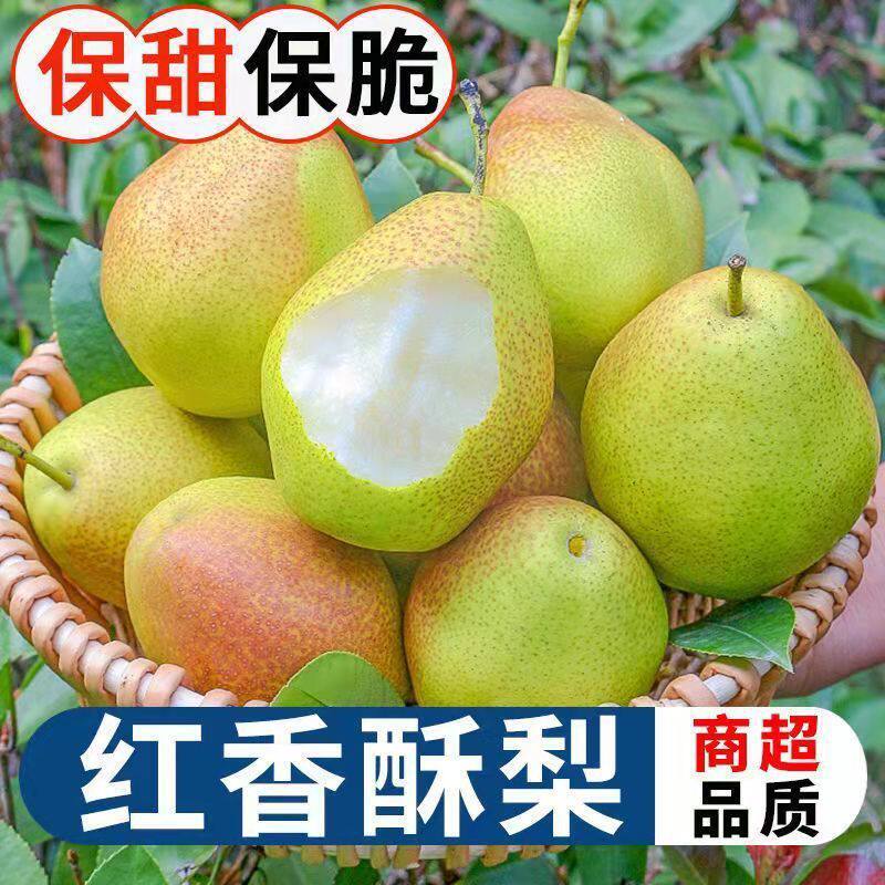 【下单立减50】正宗红香酥梨当季新鲜采摘香梨酥梨水分充足