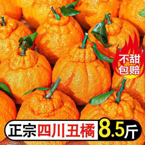 [下单立减50】正宗四川不知火丑橘新鲜应当季孕妇水果丑八怪桔子