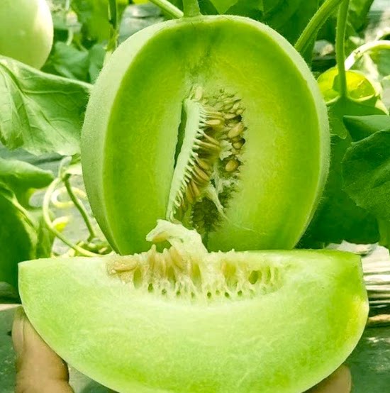 【下单立减50】新鲜现摘玉菇甜瓜应季水果冰淇淋口感软糯香甜