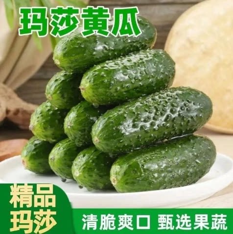 【下单立减50】玛莎水果黄瓜现摘现发农家自种水果黄瓜蔬菜代餐