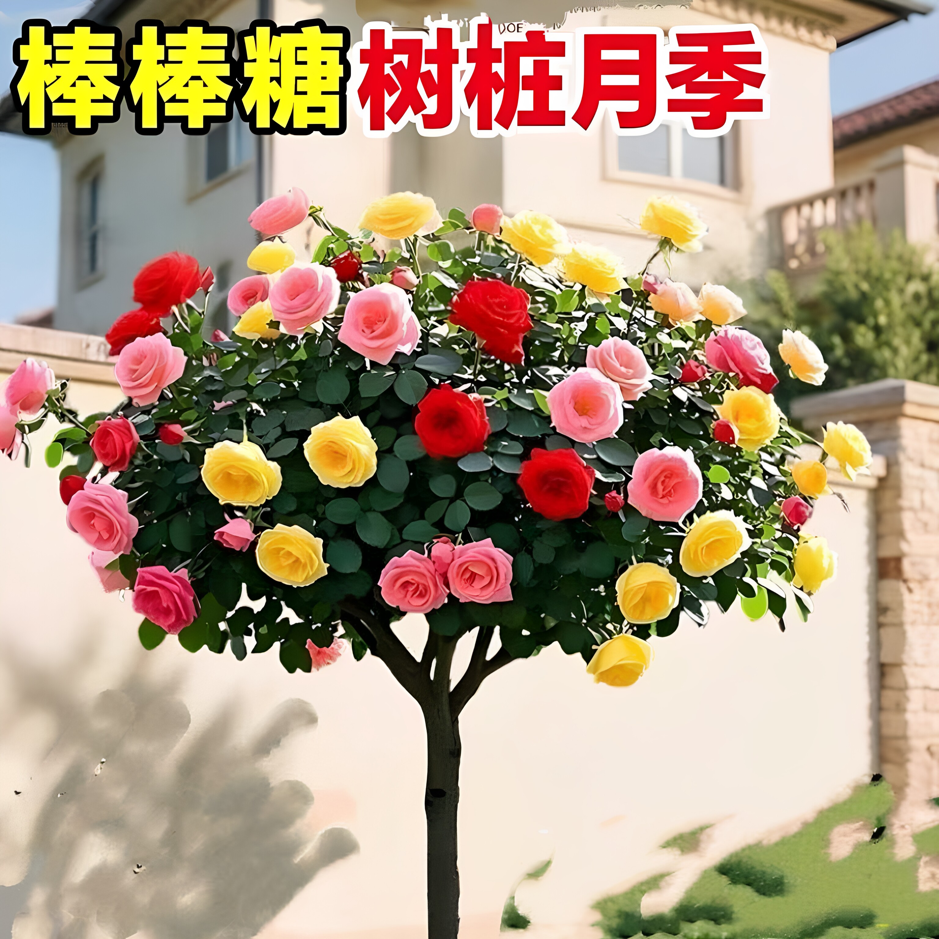 棒棒糖月季花苗树桩多季开花浓香阳台盆栽庭院地栽嫁接月季花树苗
