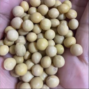 农家黄豆400g 福利