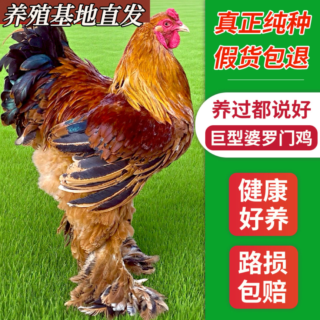 纯种婆罗门鸡正宗大体梵天观赏鸡