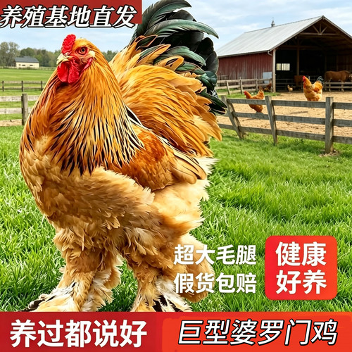 纯种婆罗门鸡正宗大体梵天观赏鸡