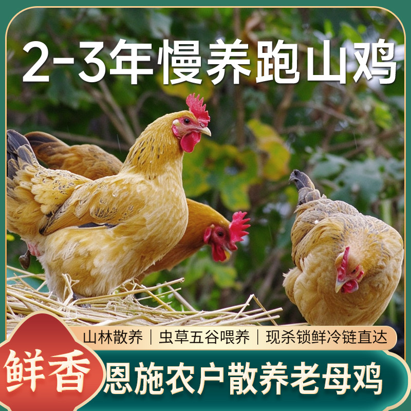 正宗湖北恩施土家跑山鸡2年土鸡生态散养老母鸡孕妇炖汤新鲜滋补