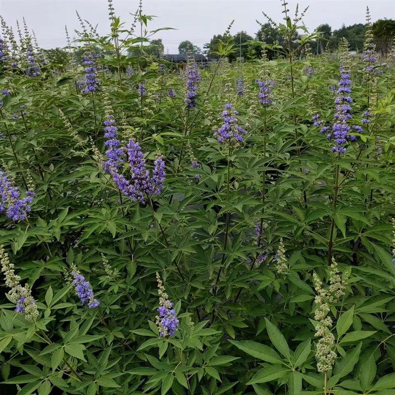 紫色穗花牡荆盆栽植物树苗薰衣草树苗耐寒耐热庭院阳台树状鼠尾草
