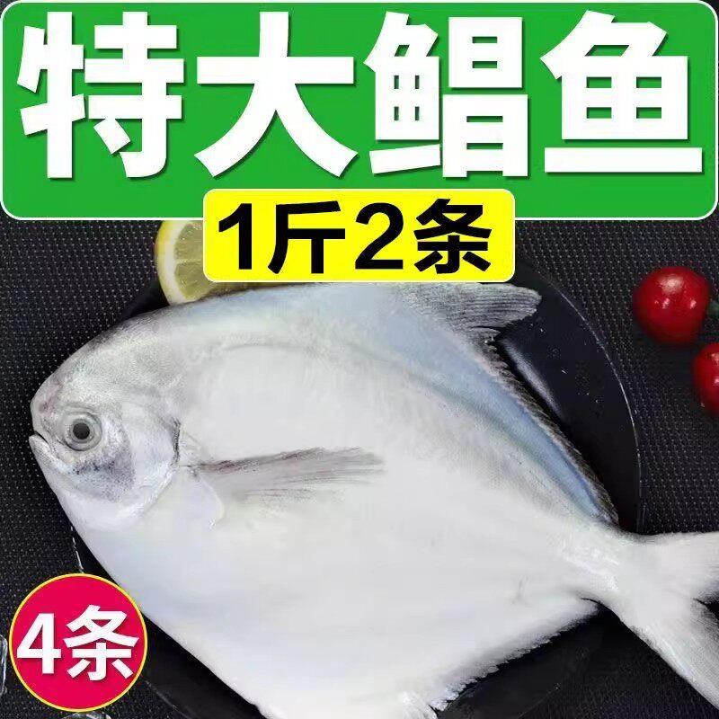 东海大银鲳鱼1斤2条新鲜银鲳鱼平鱼鲜活冷冻水产深海鱼大鲳鱼
