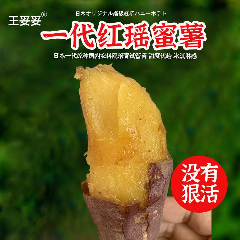 糖化~日本红瑶红薯地瓜榴莲蜜薯新鲜糖心番薯超甜烤地瓜沙地山芋