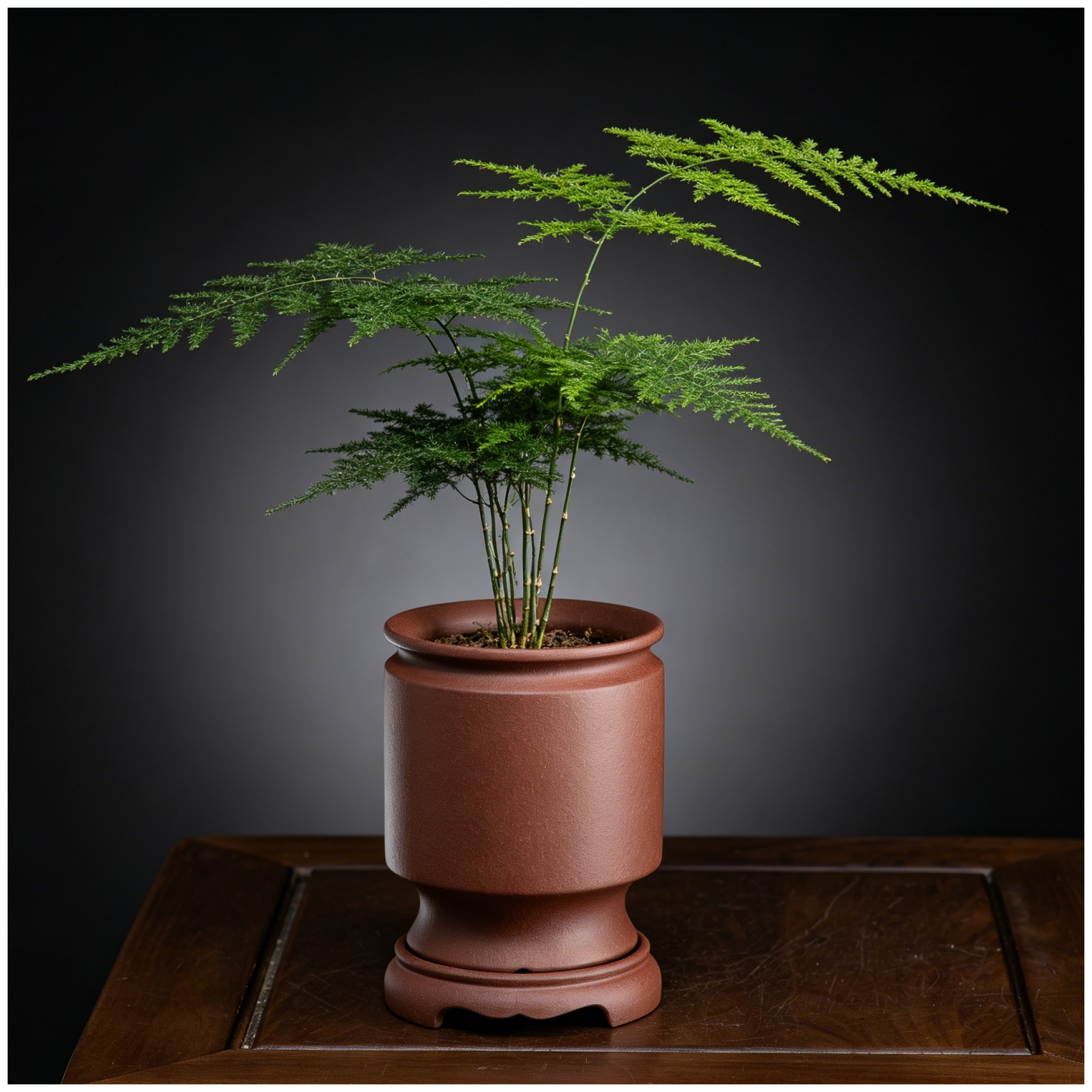 高档精品宜兴紫砂兰花盆春兰紫砂花盆文竹云竹米竹紫砂盆