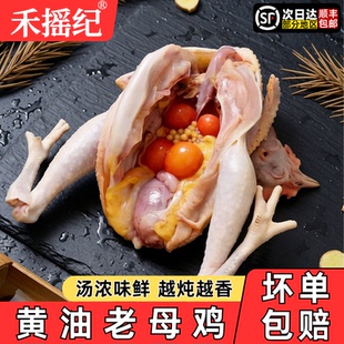 黄油老母鸡土鸡走地鸡新鲜现杀农家散养炖汤冷冻淘汰蛋鸡商用批发