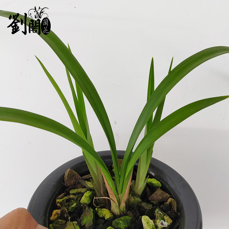 原图原颗实物带芽发货 兰花苗建兰高档色花 墨宝夏带花苞出售好养