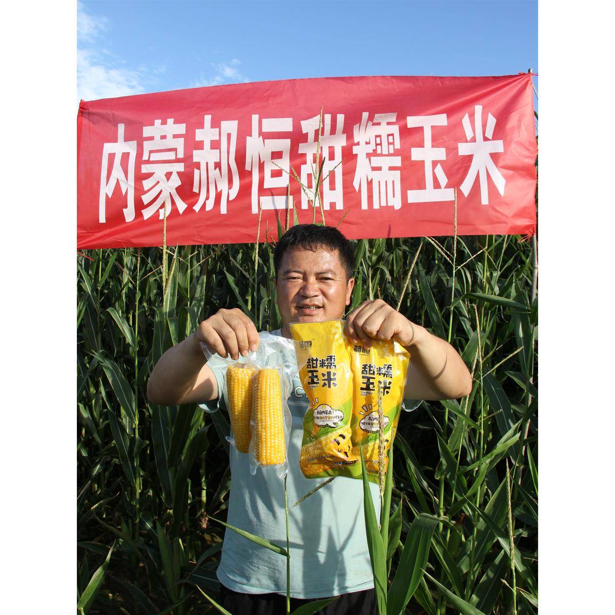 25年郝恒黄玉米新鲜甜糯玉米即食内蒙玉米棒真空袋装锁鲜净重6斤