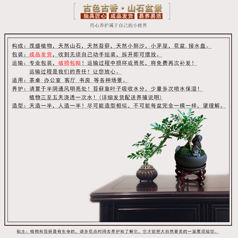 九里香盆栽老桩悬崖盆景开花植物室内客厅吸甲醛好养绿植桌面花卉