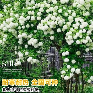 欧洲木绣球大苗带花阳台庭院可地栽观赏花卉盆栽树苗耐寒耐热植物