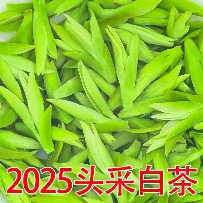 安吉产白茶【一斤】2026新茶正宗明前高山春茶特级绿茶茶叶自己喝