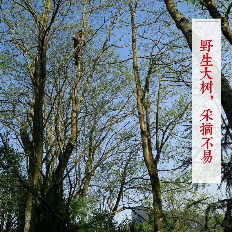 野生杜仲雄花茶 纯针形花蕊张家界杜仲茶雄花 新茶 200~400克