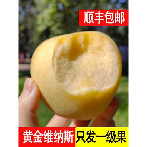 山东维纳斯黄金苹果新鲜水果当季整箱雀斑奶油富士冰糖心丑苹果