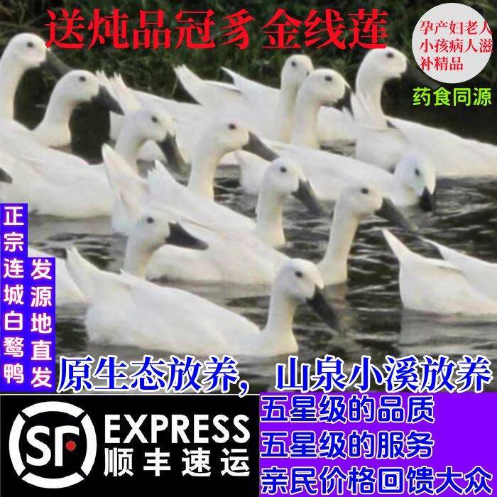 三年的老鸭连城白鹜鸭连城白鸭农家散养鸭鲜新现杀真空发顺丰