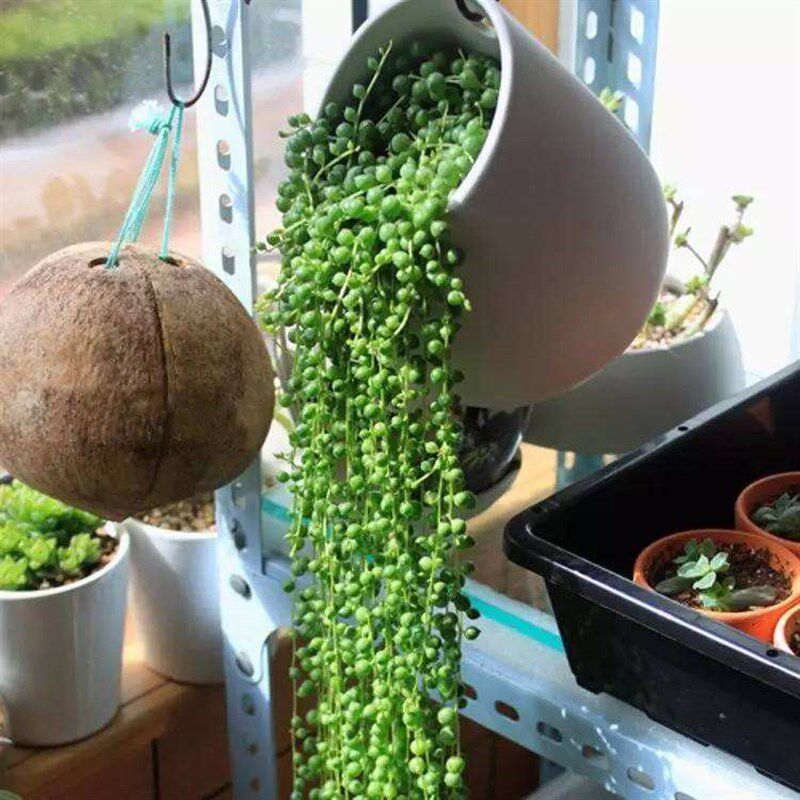 佛珠吊兰盆栽垂吊植物珍珠吊兰室内包邮情人泪多肉植物紫玄月植物