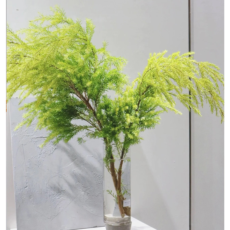 云南千层金香柳鲜切水培植物家庭插花客厅卧室餐桌落地水养植物