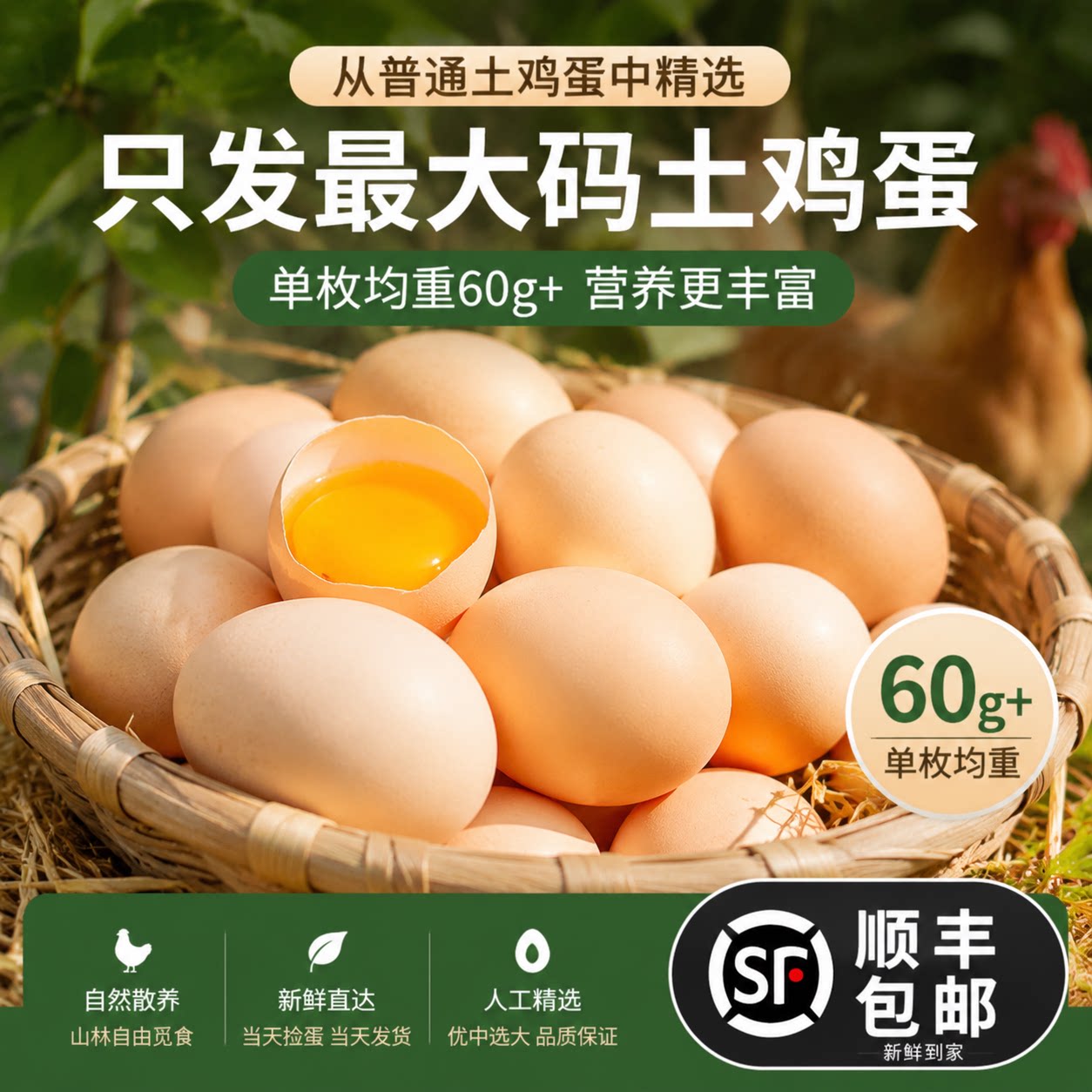 只发大码土鸡蛋【顺丰次日达】