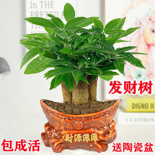 发财树盆栽室内客厅桌面绿植花卉小盆景招财树四季好养吸甲醛植物