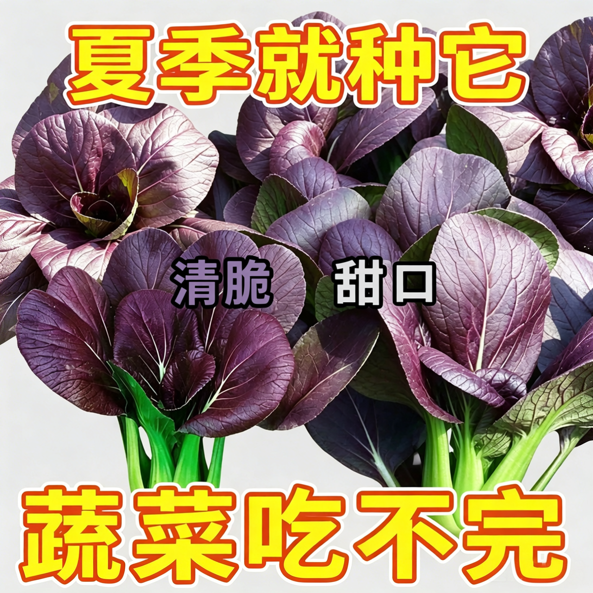 紫罗兰紫油菜种籽上海青抗寒抗热小油菜青梗菜耐寒新鲜蔬菜种子JY