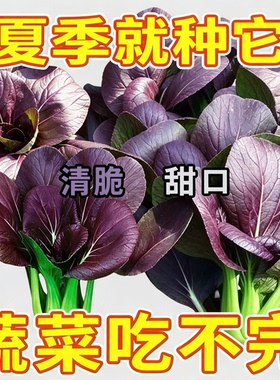 紫罗兰紫油菜种籽上海青抗寒抗热小油菜青梗菜耐寒新鲜蔬菜种子JY