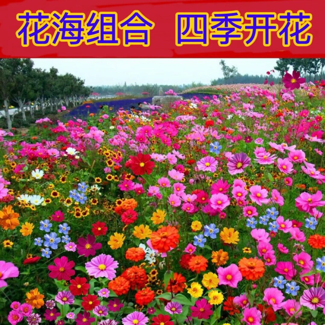 【花海计划】混色野花组合花卉种子太阳花洋桔梗庭院四季播种JC