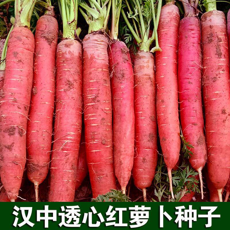 【水果胡萝卜】冰糖胡萝卜高产抗病耐热耐寒四季播蔬菜种子籽XL