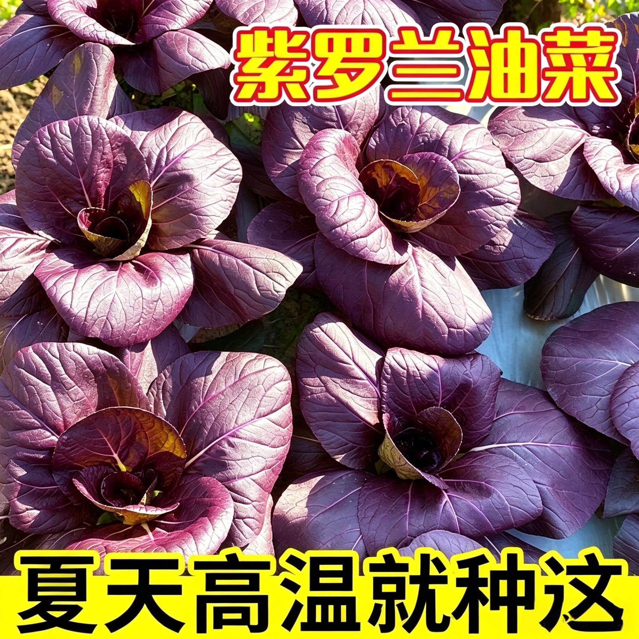 紫罗兰紫油菜种籽上海青抗寒抗热油菜青梗菜耐寒新鲜蔬菜种子YG2
