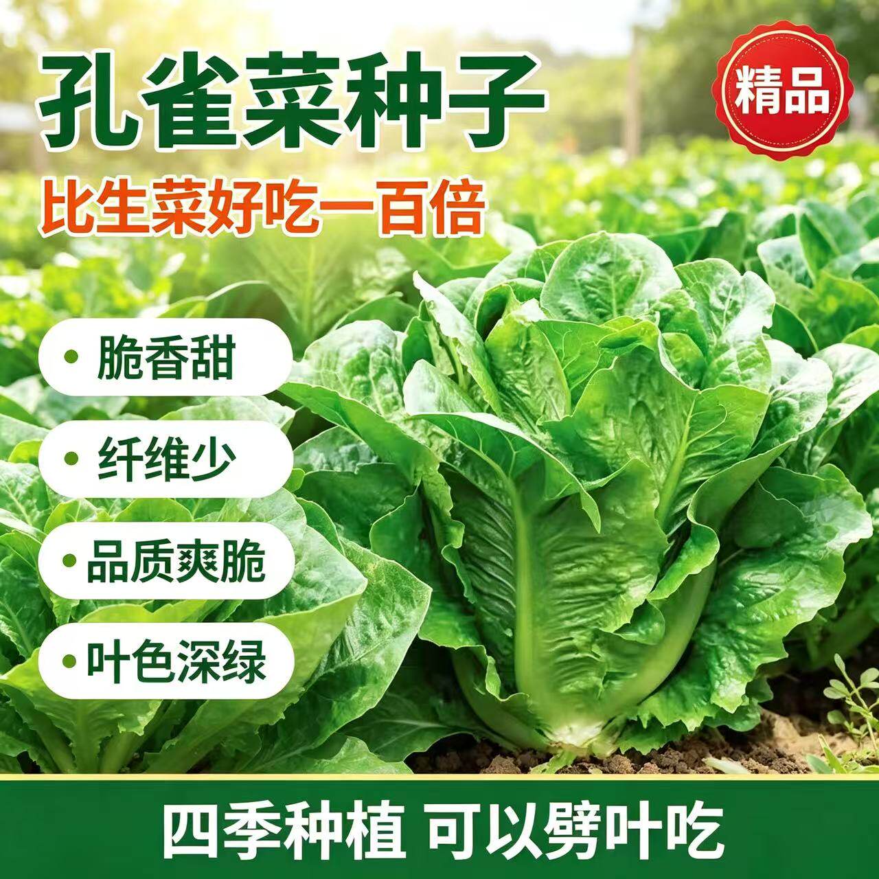 【孔雀菜种子】四季种生吃脆甜高营养直立生菜种子盆栽沙拉蔬菜YG