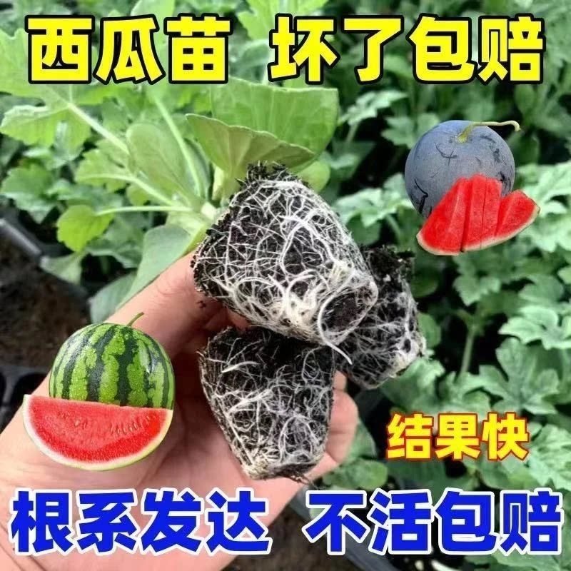 【西瓜苗】麒麟西瓜美都西瓜皮薄汁水足盆栽阳台小院种植西瓜苗JC