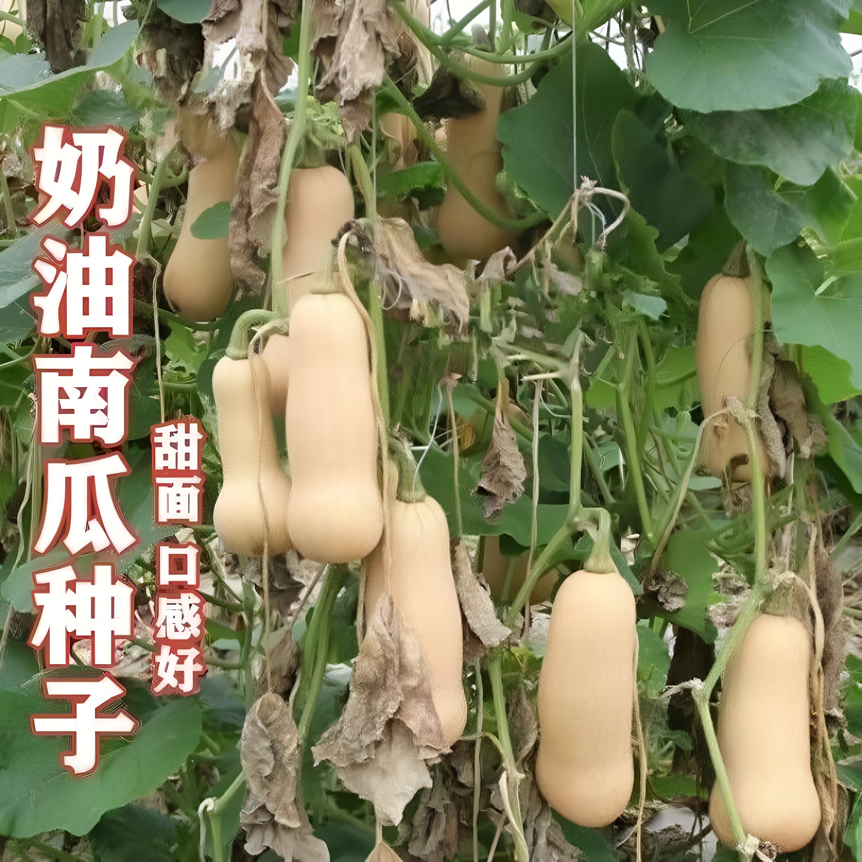 奶油南瓜种子香甜软糯小南瓜可爬藤可地爬庭院阳台四季蔬菜种子XL