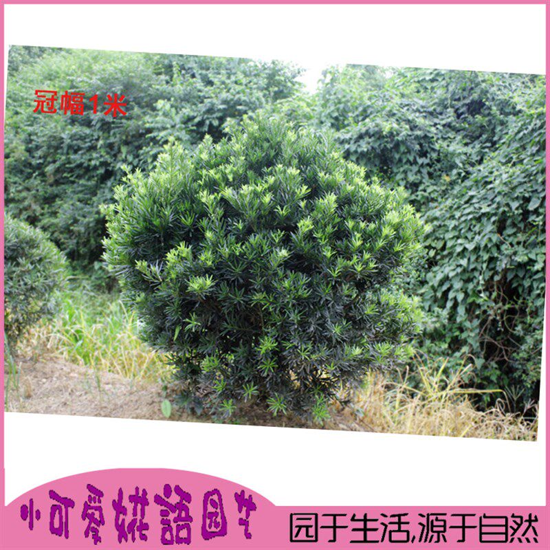罗汉松球雀舌罗汉松树苗盆景小叶罗汉松造型圆叶珍珠别墅庭院绿化