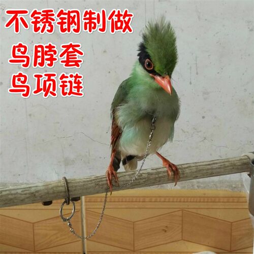 精品不锈钢鸟脖套/鹦鹉鸟项链/鸟脚链/伯劳/蜡嘴/八哥/鹩哥/喜鹊