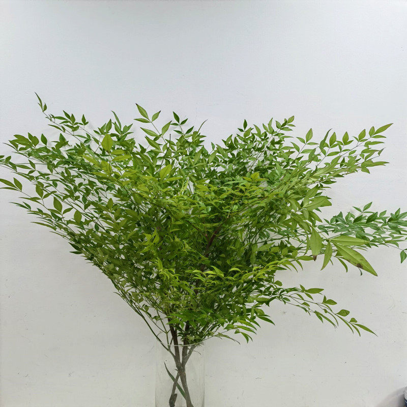 南天竹水培绿植鲜切枝条家用瓶插花线条绿色有氧植物森系鲜花速递
