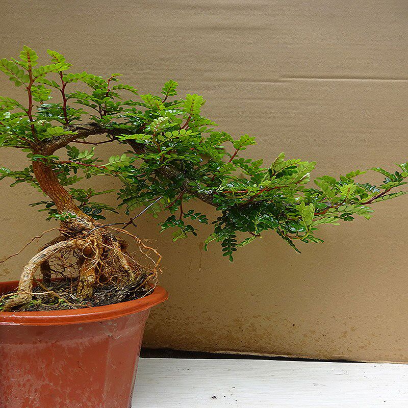 清香木胡椒木盆景植物室内花卉绿植净化空气四季好养 驱蚊草盆栽