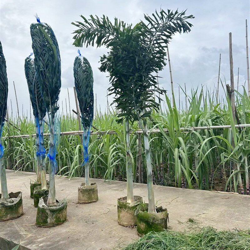 狐尾椰子树热带雨淋大型绿植庭院室外暴晒植物四季常青盆栽棕榈树