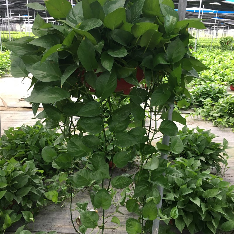 超长藤大绿萝盆栽室内绿植吸除甲醛净化空气吊兰植物花卉绿箩新房
