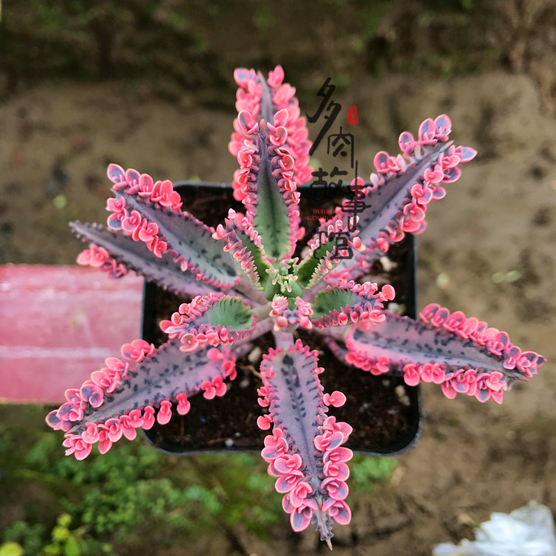 多肉植物【不死鸟锦】带小花瓣夏季主打/不死鸟多肉专卖/落地生根