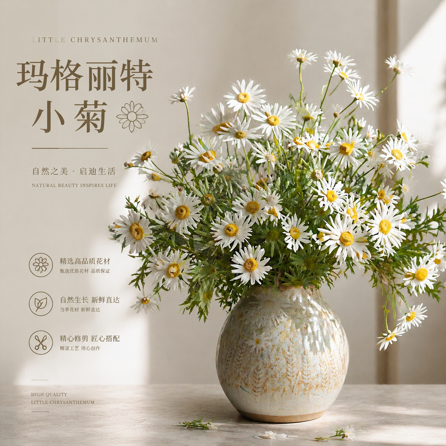 顺丰冷链｜玛格丽特小菊小清新花材迷你菊洋甘菊耐养易开花期超长