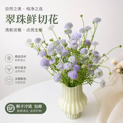 顺丰冷链田园气息精选翠珠