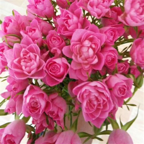 天荷月季花苗超微月微型天荷繁星玫瑰花室内外阳台小花卉盆栽植物