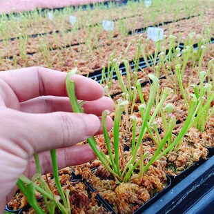 【黑管翼状X黄瓶子草CT2】食虫植物 杂交瓶子草 实生苗 包邮