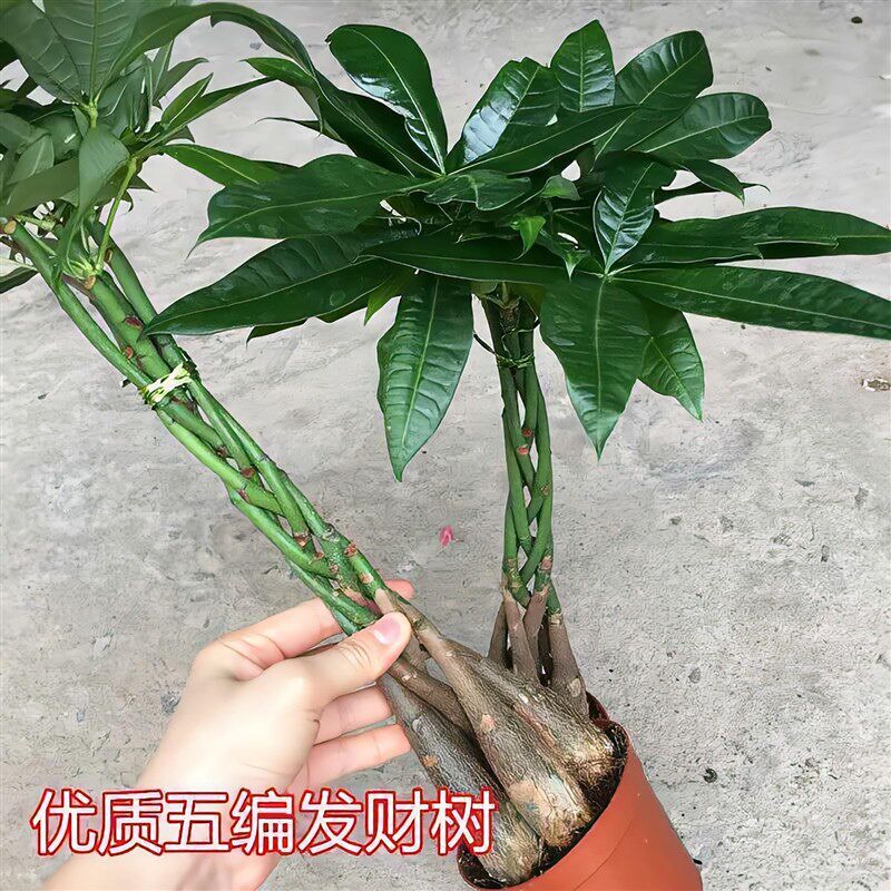 大型发财树客厅大盆景植物大颗独杆辫子室内绿植绿植摇钱树招财树