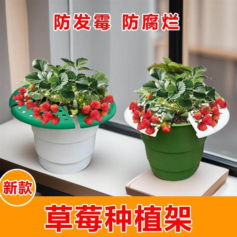 园艺家庭植物花架草莓托盘花架盆花架