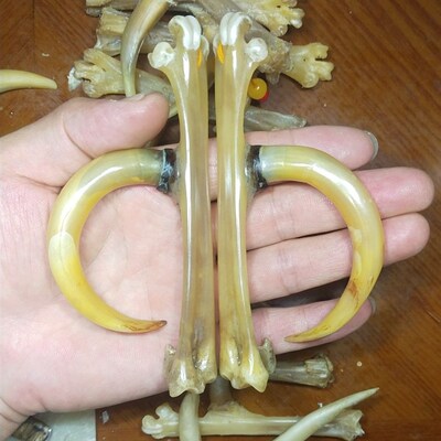 文玩鸡爪骨把件鸡蹬子手工制作传统骨玩抓钱手老鸡拐子盘玩骨艺