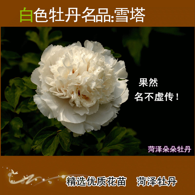 梨花雪雄狮昆山夜光扶桑司雪山青松景玉雪塔牡丹白色菏泽春季开花
